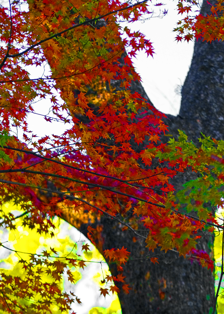いろはもみじ　IMG0179zz