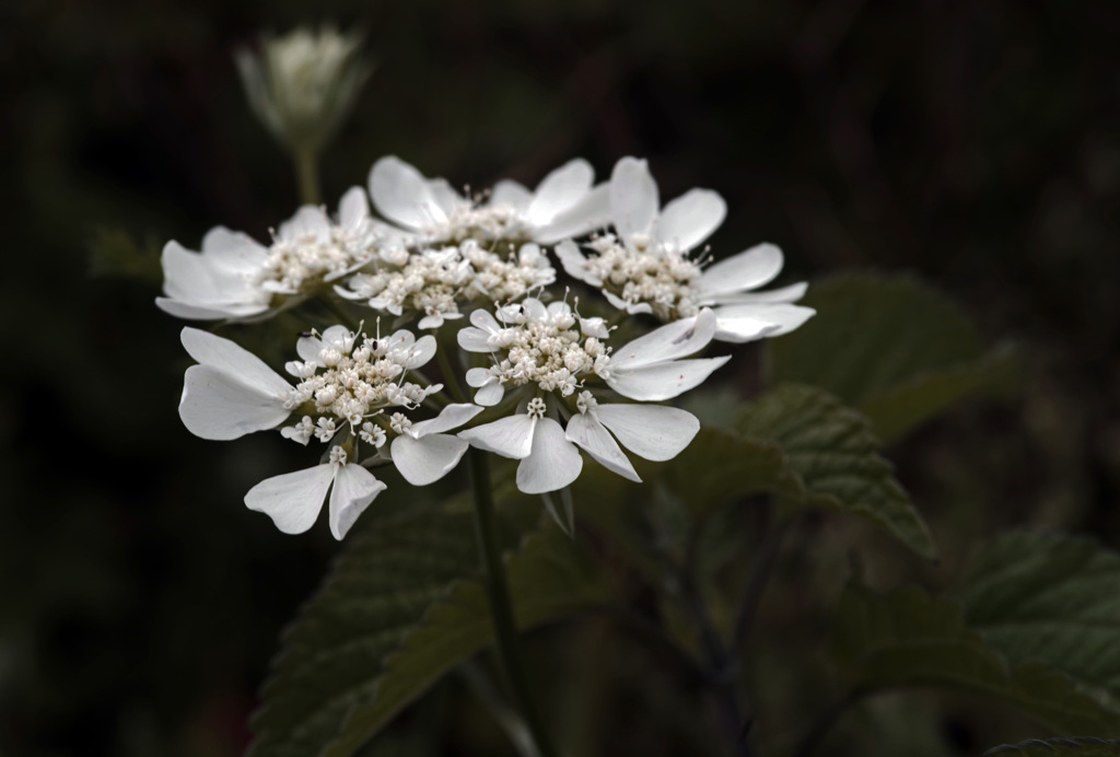 オルレア ホワイトレース　IMGP7179z