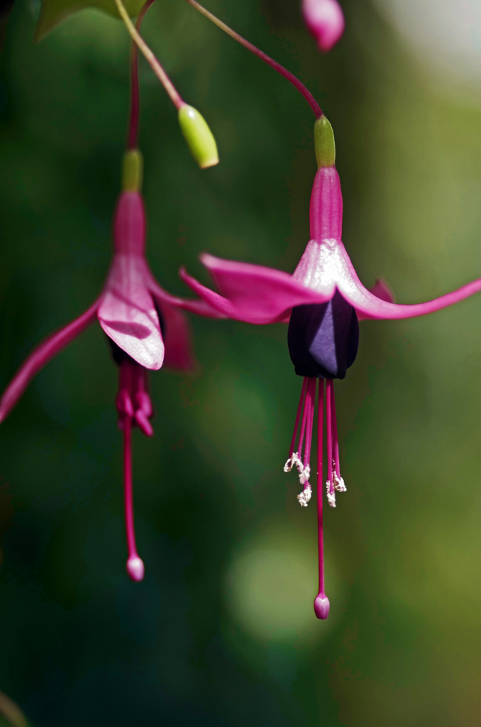 Lady's earrings　IMG8458zz