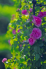 つる薔薇　IGP8432zz