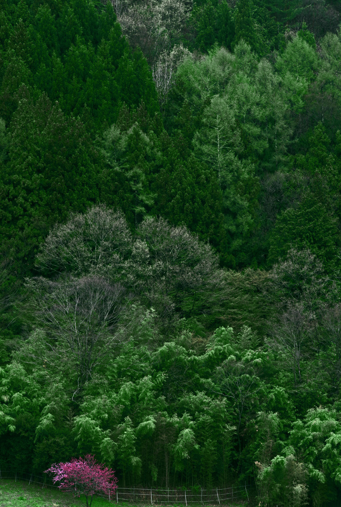 若葉の頃　IMGP2287zz