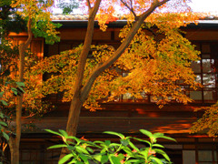 秋の無鄰菴　DSC01502z