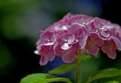 赤い紫陽花　_IGP0704zz