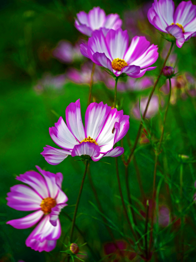 秋はこれから　P1360873zz