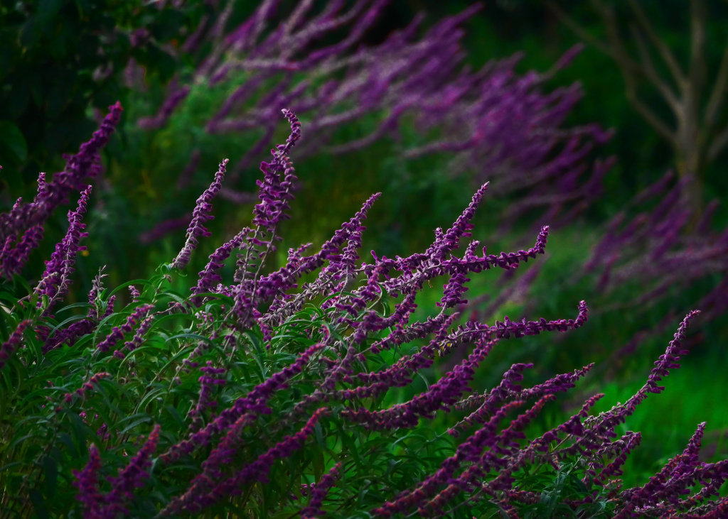 香る花　P1720632zz