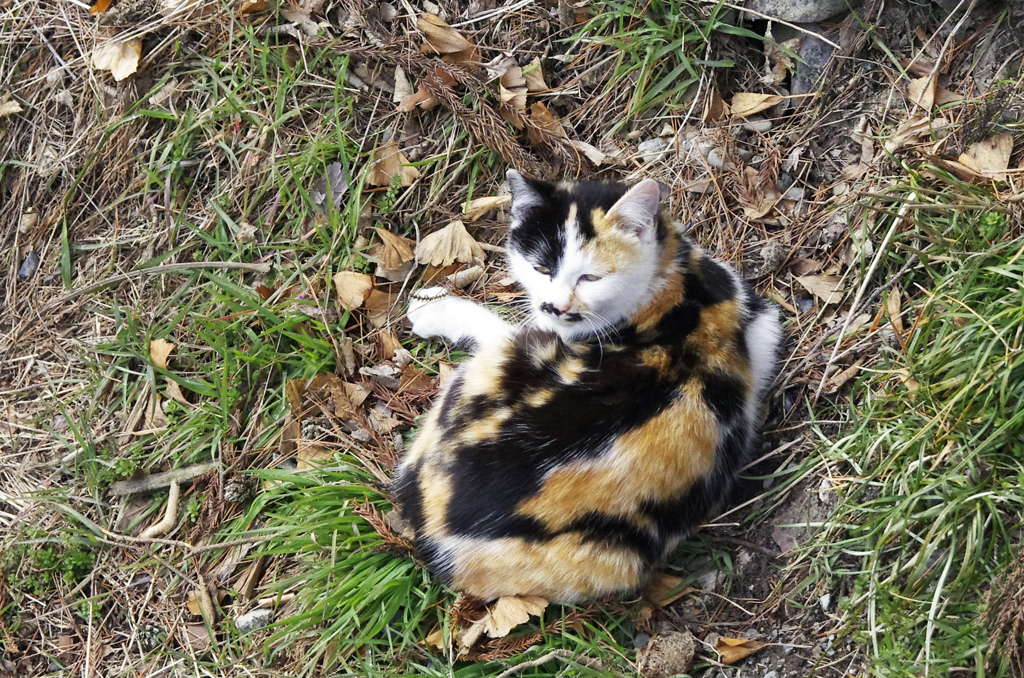 やさぐれ猫　_IGP8891zz