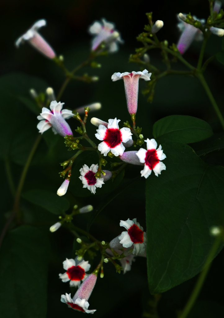 美しきヘクソカズラ　P1630584zz