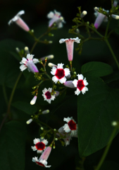 美しきヘクソカズラ　P1630584zz