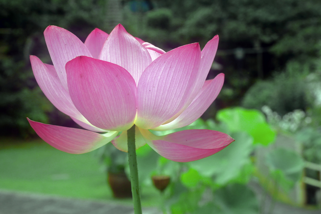 境内に咲く　P1200675zz