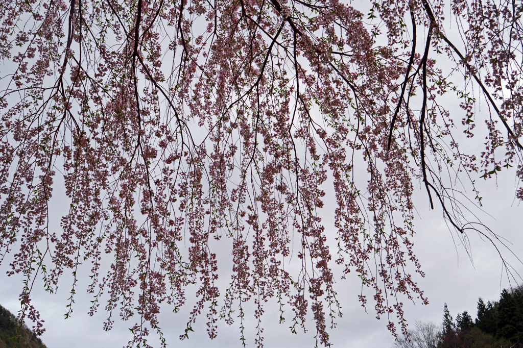 桜簾　P1063390zz