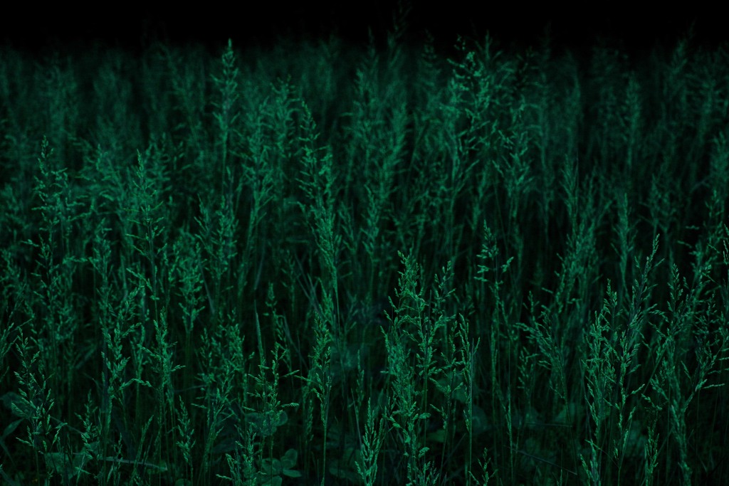 春の草っ原　IMGP6150z