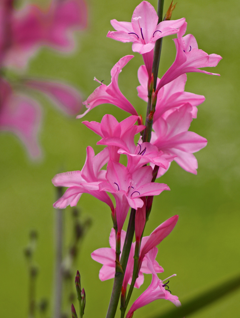 ワトソニア   IMG8226zz