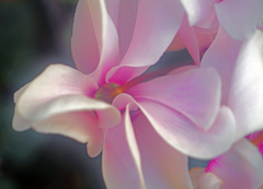 篝火花　P1060255zz