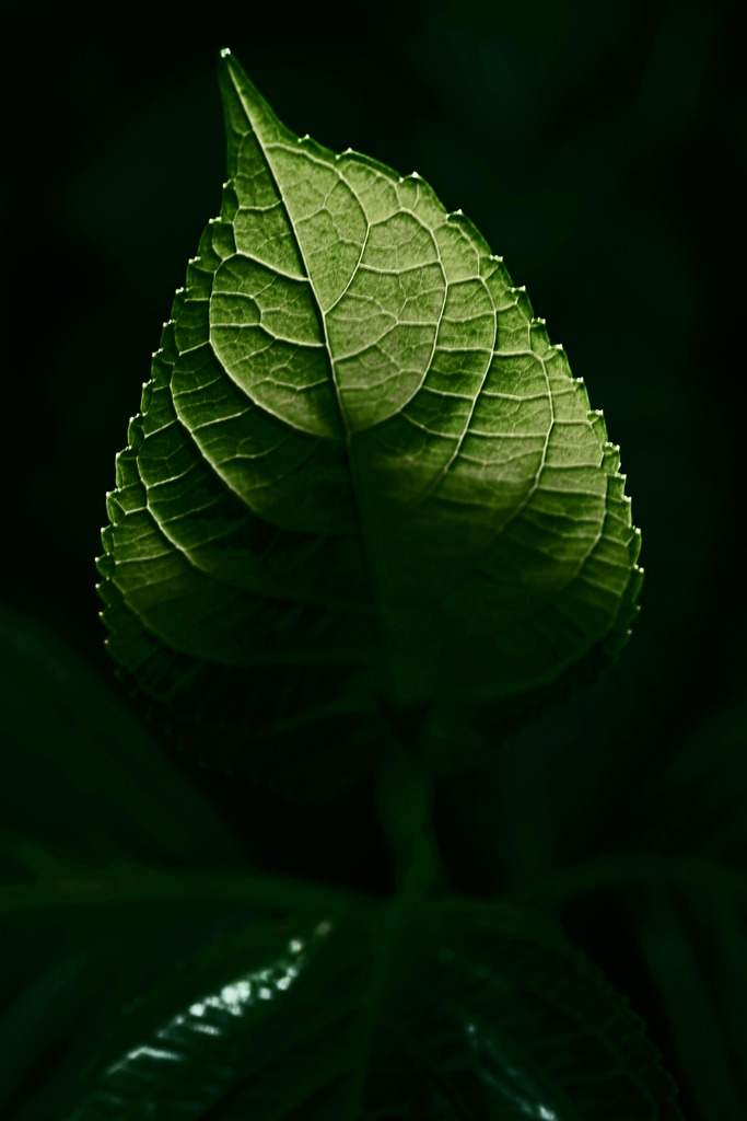 一葉　IMGP7708zz