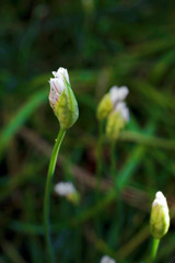 ハナニラのつぼみ　IMGP5577zz