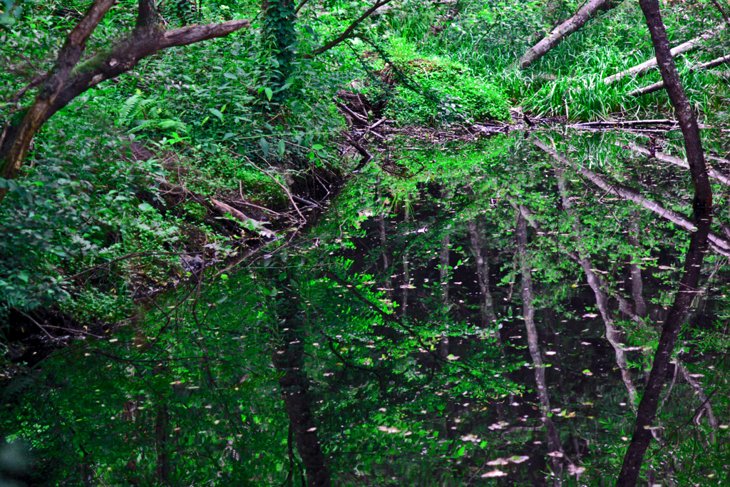 Green reflection　IMGP5098zz