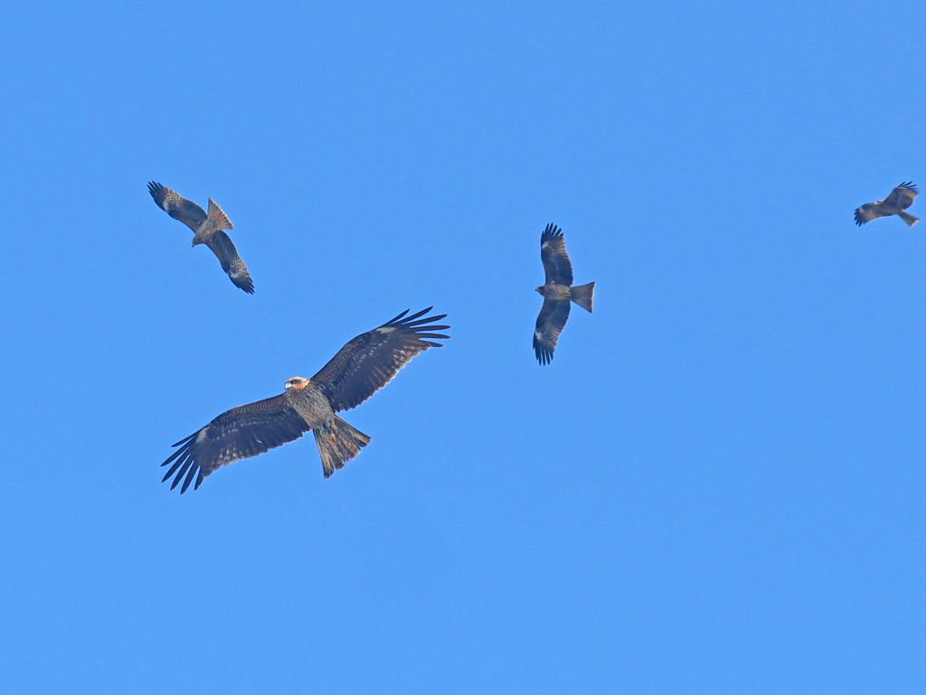 鳶群れる春空　P1140084zz