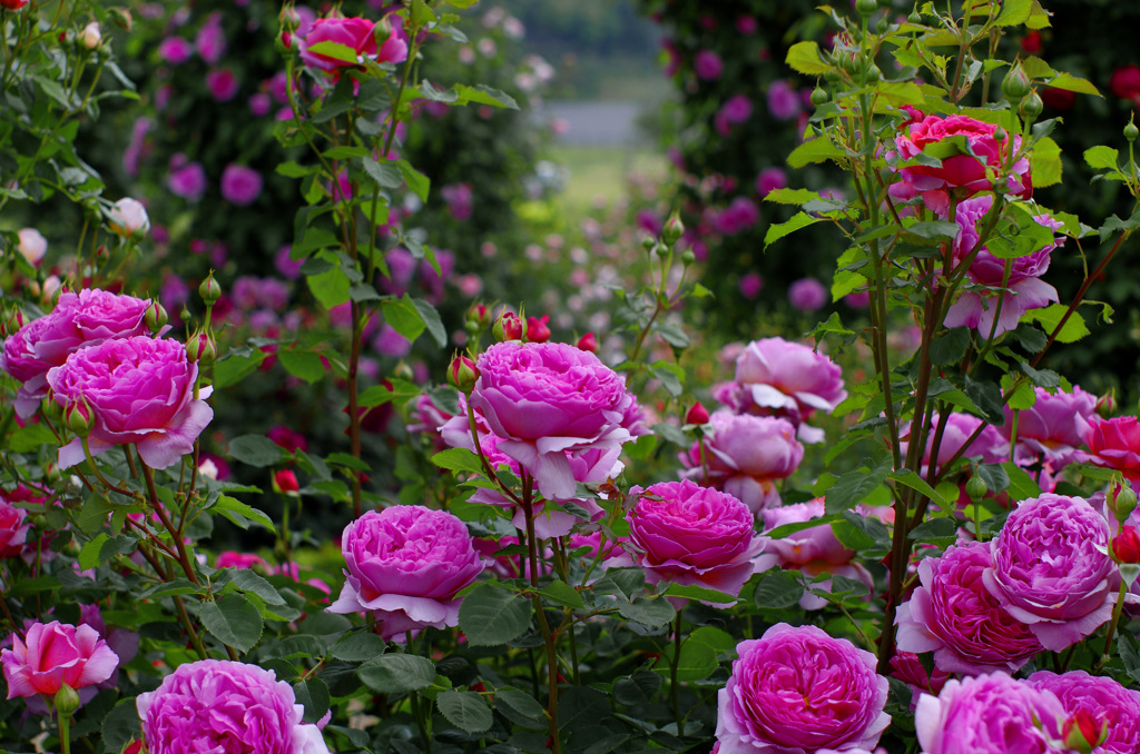 花園の彼方　_IGP6374zz