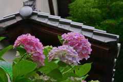 軒先に咲く花　P1086710zz