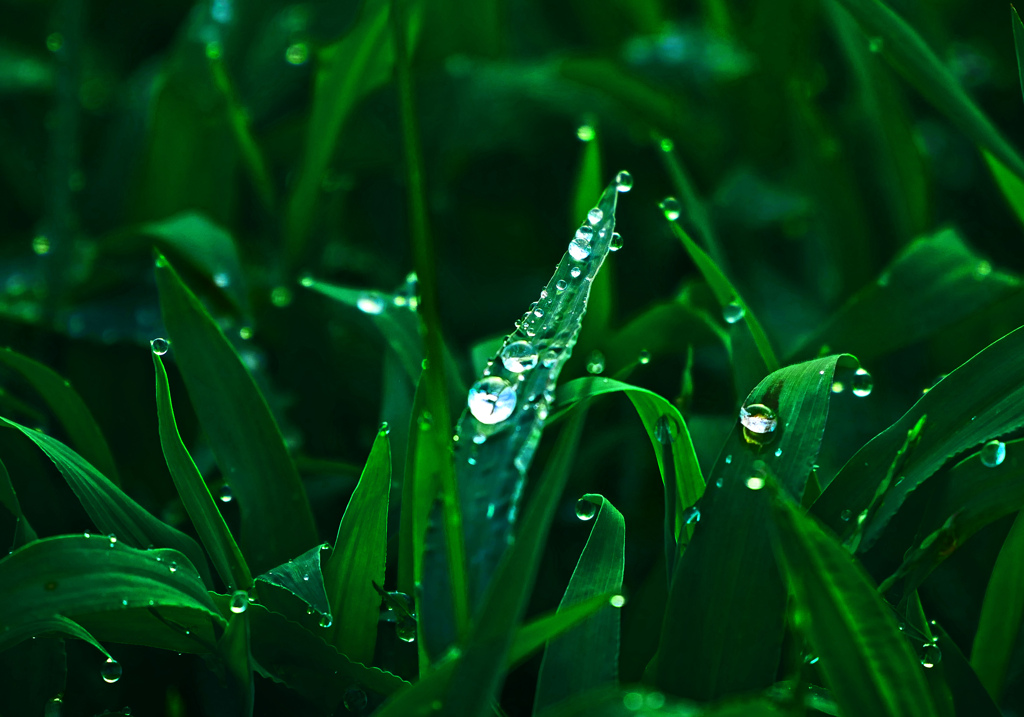 昨夜の雨が止みました　P1650734zz