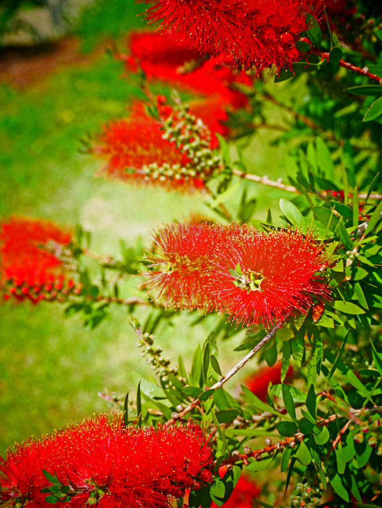 ブラシの木(トイカメラ風)　P1230179zz