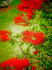 ブラシの木(トイカメラ風)　P1230179zz