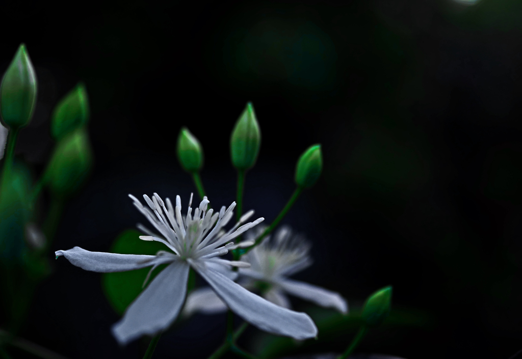 仙人草　P1670651zz