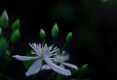 仙人草　P1670651zz