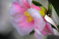 春陽を受けて　IMGP0380zz