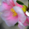 春陽を受けて　IMGP0380zz