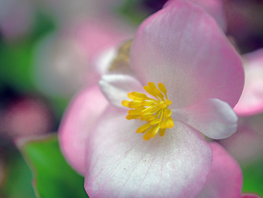 ピンクの花弁と黄色い蕊　P1010017zz