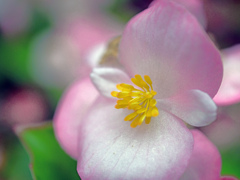 ピンクの花弁と黄色い蕊　P1010017zz