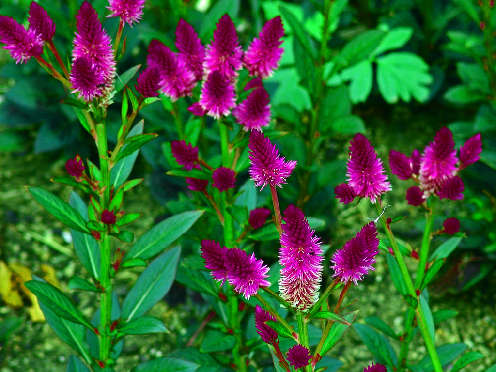 鶏頭の花　DSC05274zz