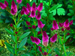 鶏頭の花　DSC05274zz