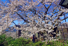 素桜神社の神代桜　IMGP1265zz