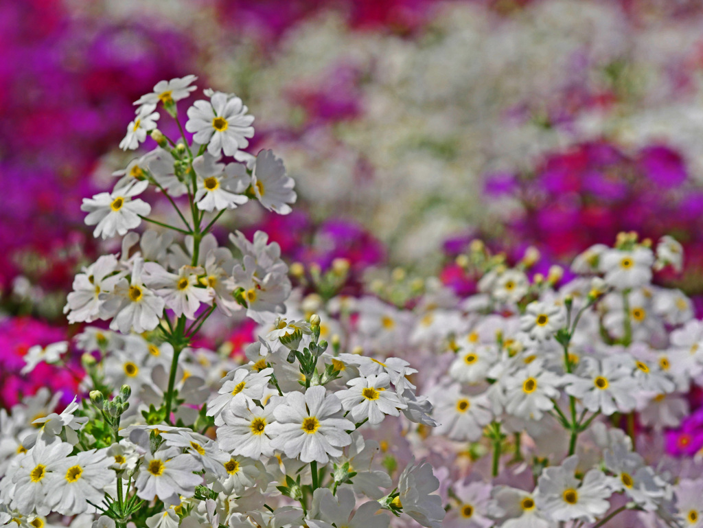 春の喜び　P1150018zz