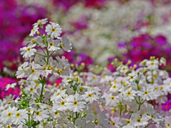 春の喜び　P1150018zz