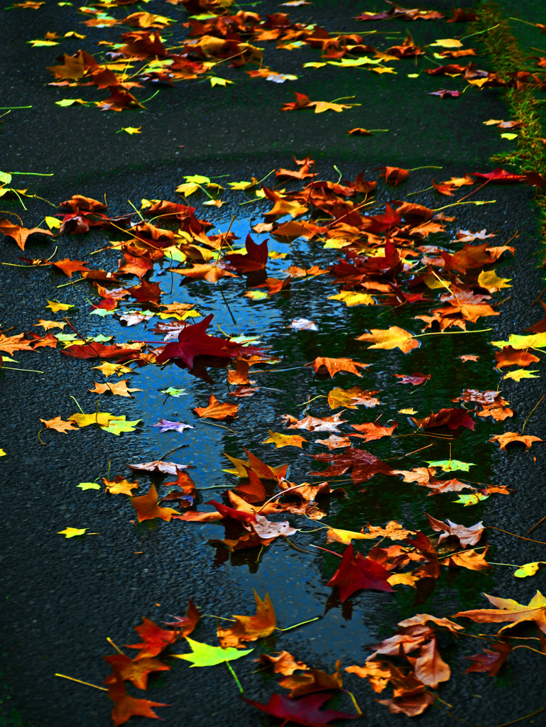 水溜まり　P1490116zz