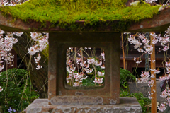 苔生す灯籠　P1460024zz
