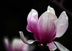 紫木蓮の花　P1110159zz
