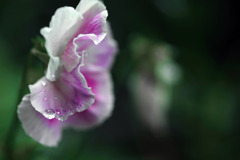 雨のエチュード　IMGP7260z