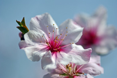 春の笑顔　IMGP0191zz