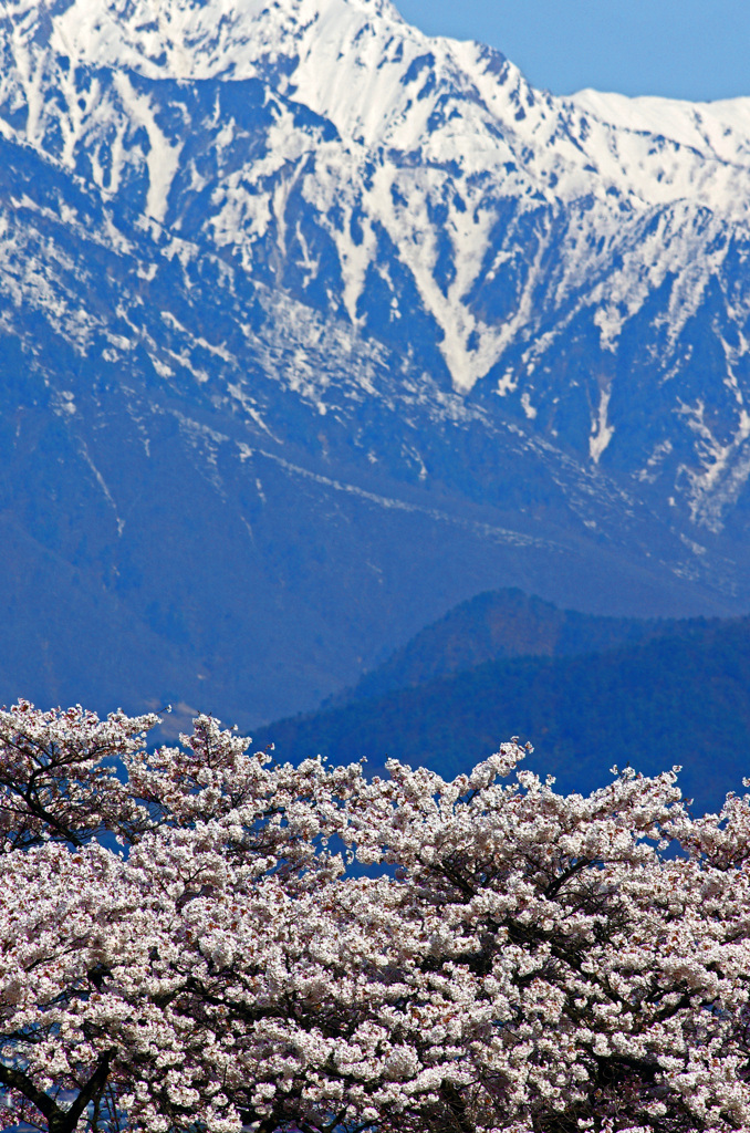 桜咲く大町公園より　IMGP5522zz