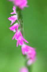 ねじ花