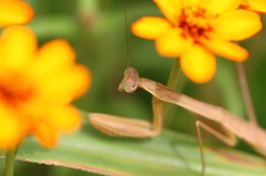 カマキリ