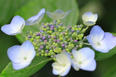 紫陽花