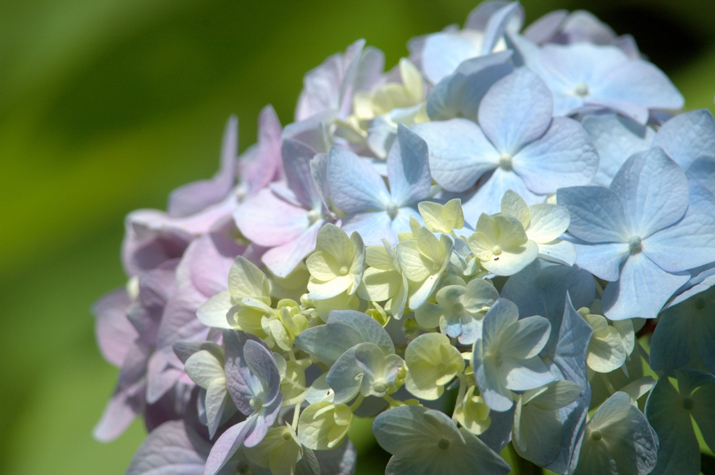 紫陽花