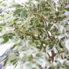 白/緑
