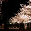 夜桜