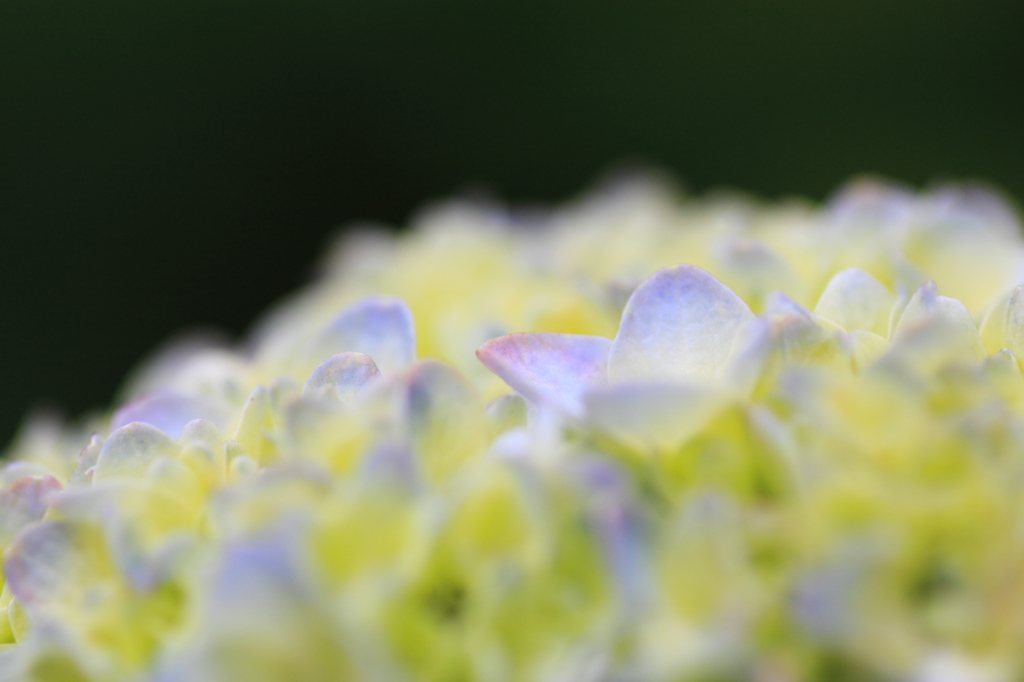 紫陽花